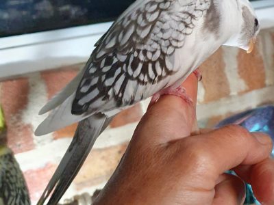 Handraised Baby Cockatiels for sale
