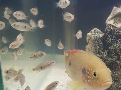 Red Pearl Cichlid Babies