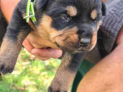 1/2 rottweiler ,3/4 german shepherd