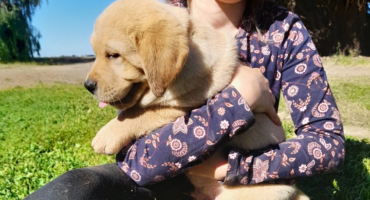 Labrador x Golden Retriever (Goldador) Pups