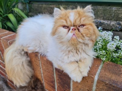 Long hair persian kitten