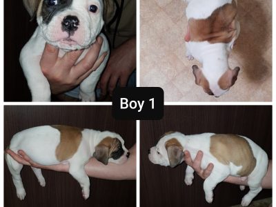 Pure bred american bulldog puppies