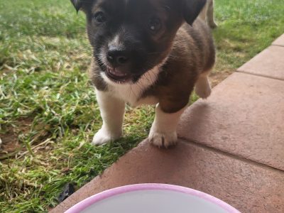 Pure bred Jack russell puppies