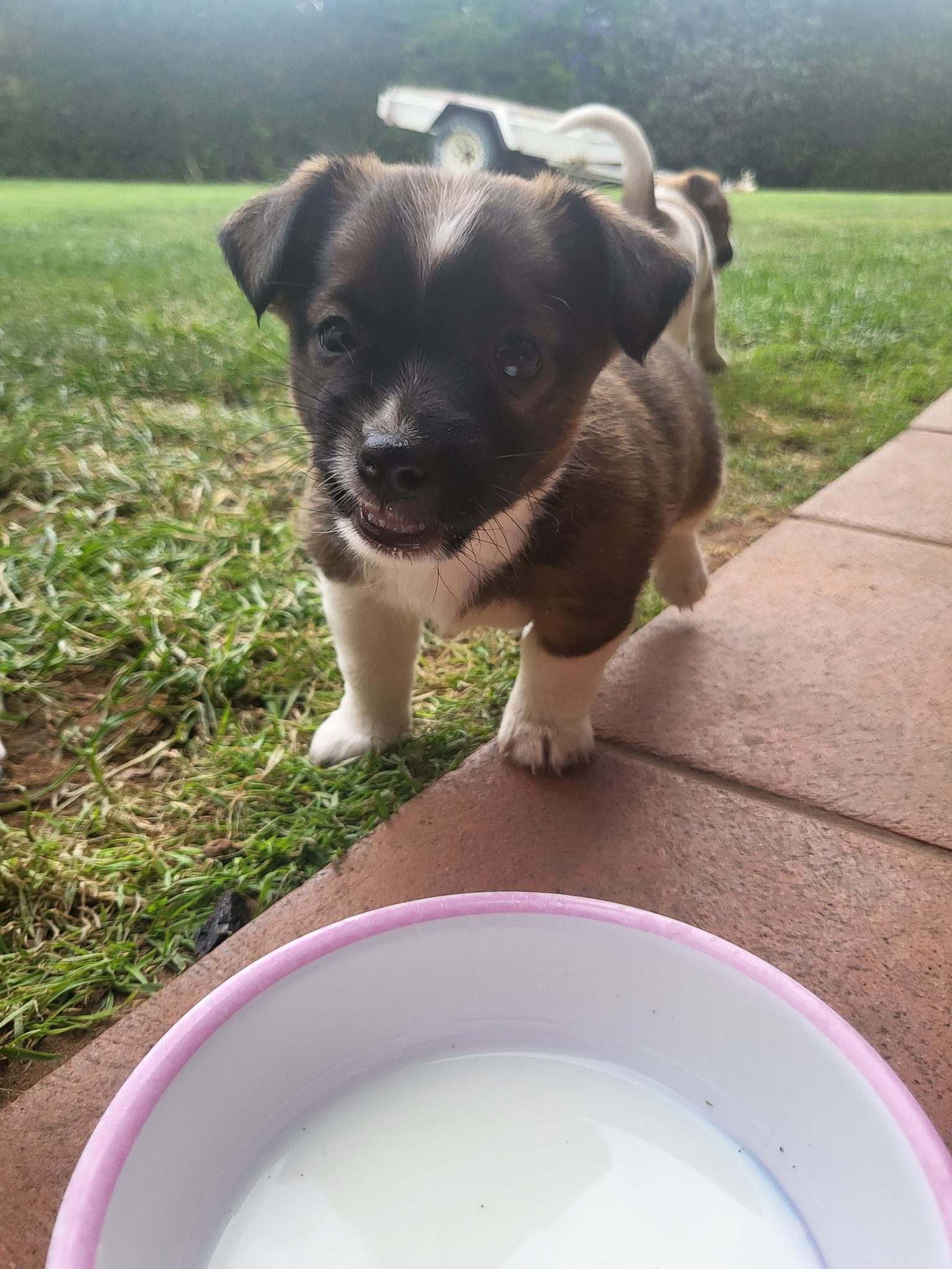 Pure bred Jack russell puppies