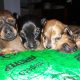 5 sisters! mini dachshund puppies!