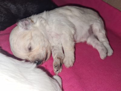 Pomeranian x Toy Poodle – Pomapoo Puppies