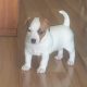 Jack Russell puppies x 2 female