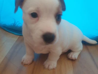 Jack Russell puppies x 2 female