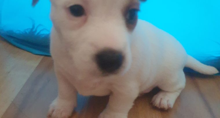 Jack Russell puppies x 2 female