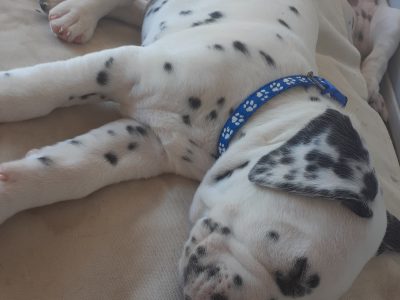 Pure bred dalmatian puppies