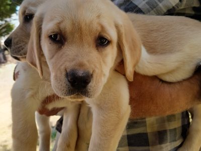 Labrador x Golden Retriever (Goldador) Pups