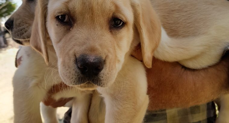 Labrador x Golden Retriever (Goldador) Pups