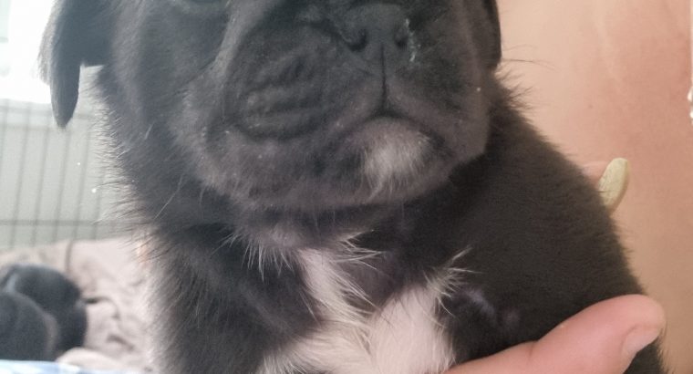 Pug puppys looking for forever homes