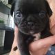 Pug puppys looking for forever homes