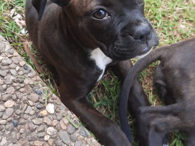 MINI BOXER PUPPIES!