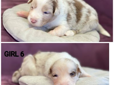 Purebred long hair  border collie