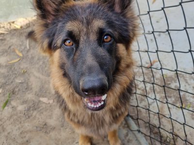 Labradoodles F1 Golden puppies