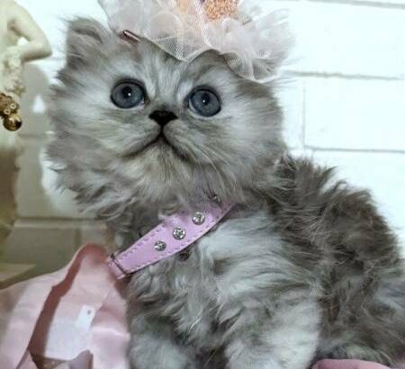 Adorable Doll Face Silver Persian Female Kitten