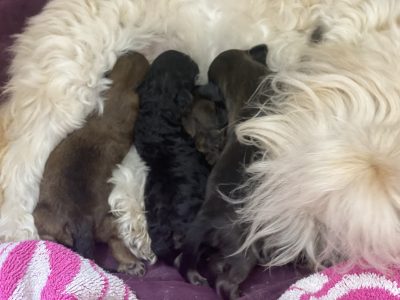 Moodle Puppies Girls & Boys. Parents DNA TESTED