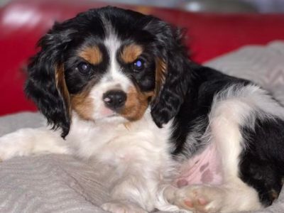 Cavalier King Charles Spaniel – boy