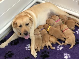 Purebred Labrador Retriever puppies
