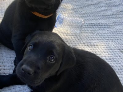 Purebred Labrador -black female