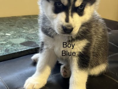 Siberian Husky Puppies for sale