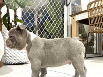 Purebred French bulldog puppies