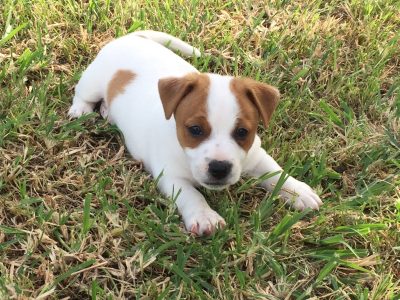 Gorgeous Purebred Jack Russell Puppies
