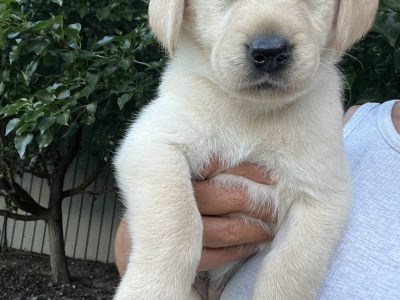 Labrador Retriever Puppies