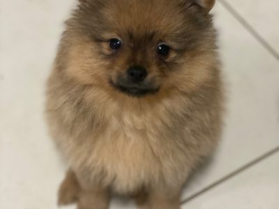 Pomeranian Puppies