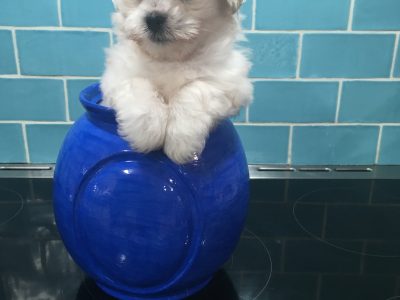 PUREBRED MALTESE PUPPY FOR SALE