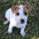 Gorgeous Purebred Jack Russell Puppies
