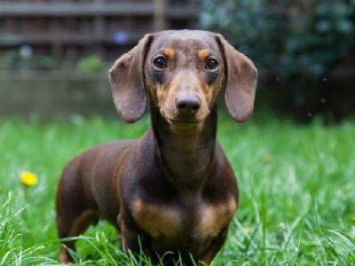 Miniature Dachshund wanted