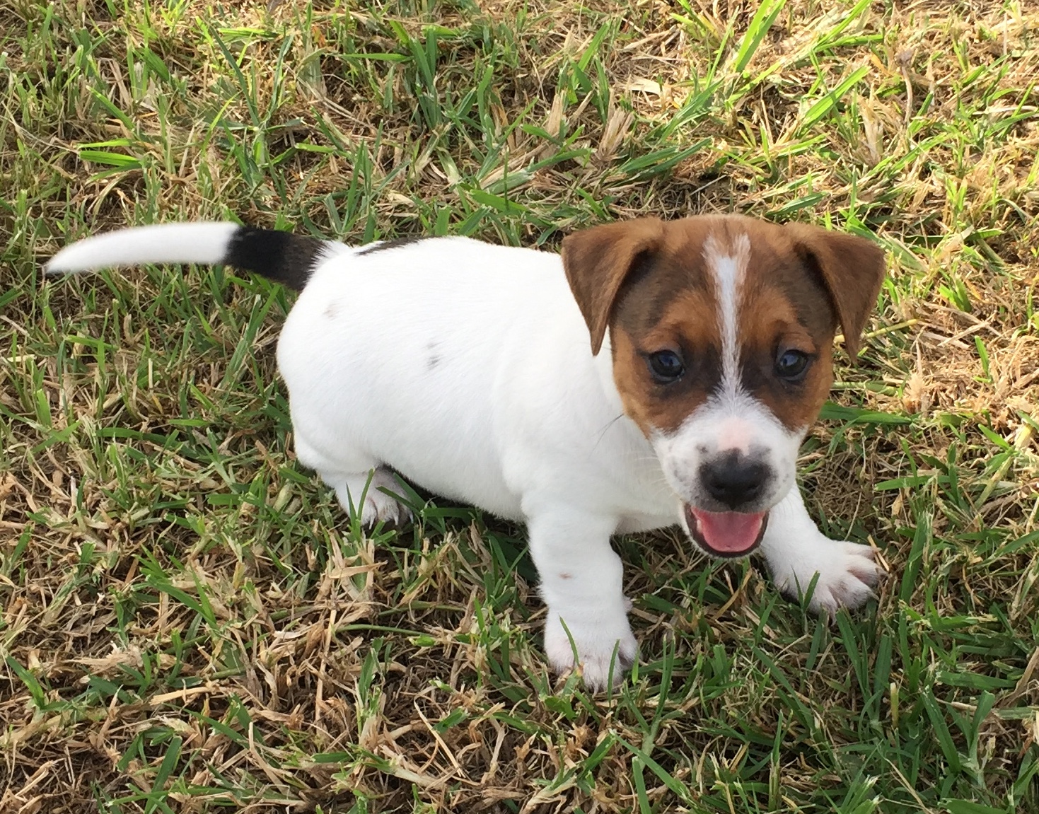 Gorgeous Purebred Jack Russell Puppies