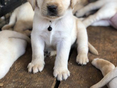 Labrador Puppies