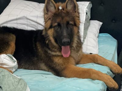 German Shepherd Puppies