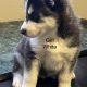 Siberian Husky Puppies for sale