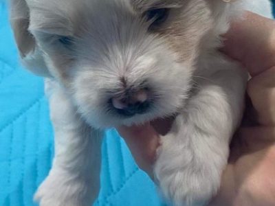 Bischonoodle Puppies For Sale