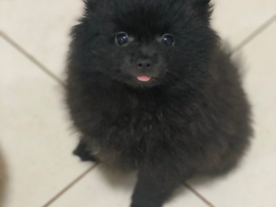 Pomeranian Puppies