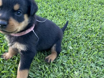 Rottweiler pups for sale