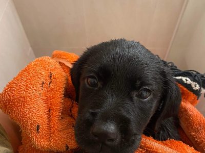 Purebred Black Labrador Puppies