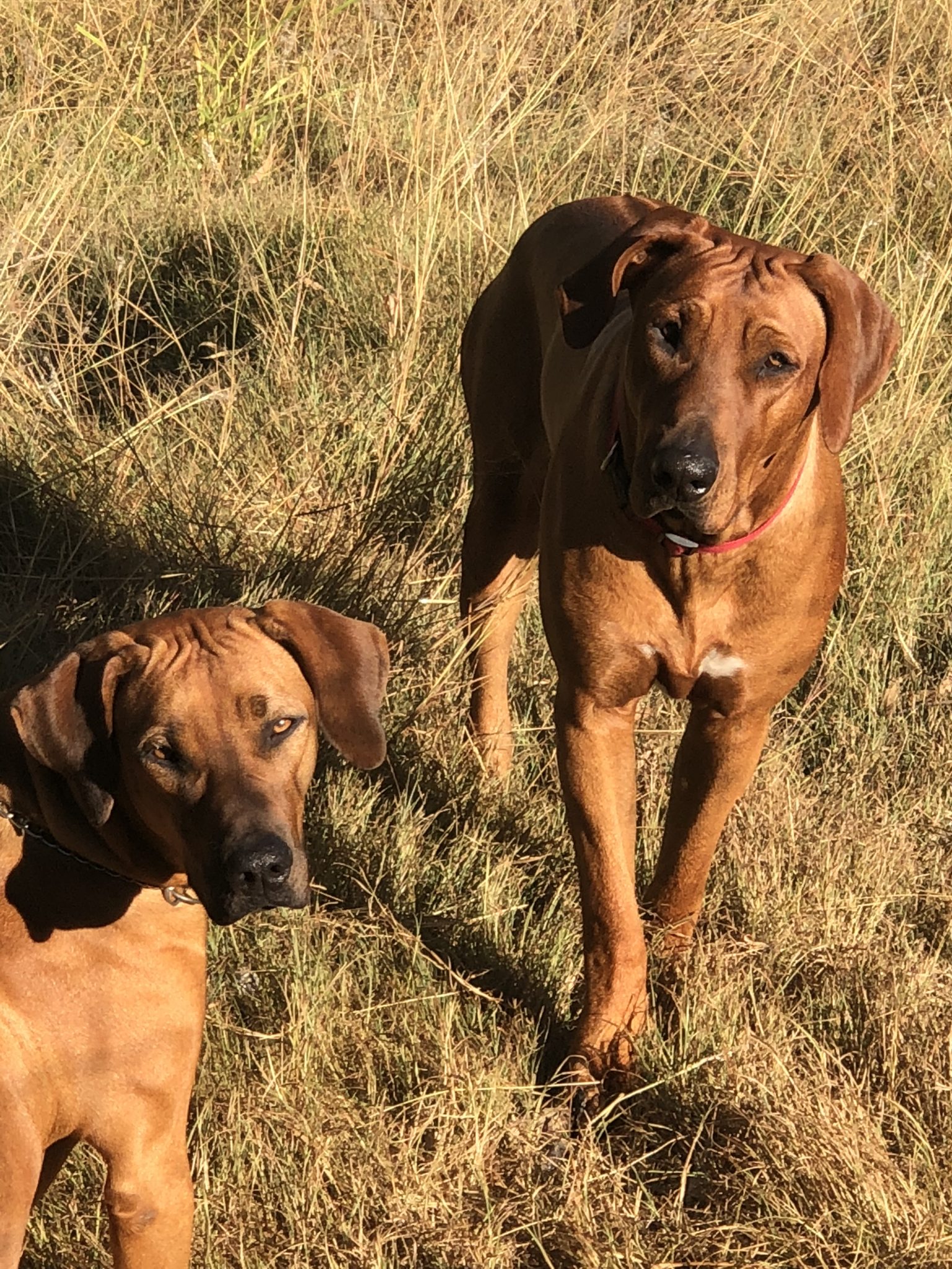 Rhodesian Ridgeback Purebred Puppies