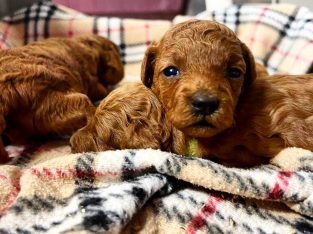 Tiny toy Cavoodles, DNA clear, Petcover insurance,