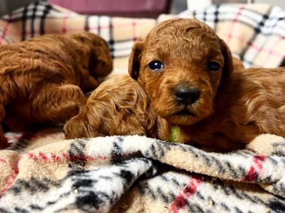 Tiny toy Cavoodles, DNA clear, Petcover insurance,