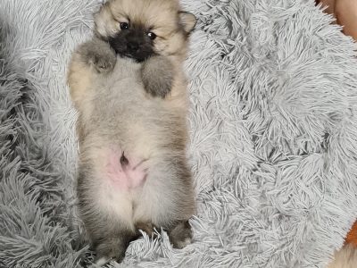 Pomeranian puppies