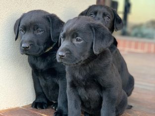 Purebred Black Labrador Puppies