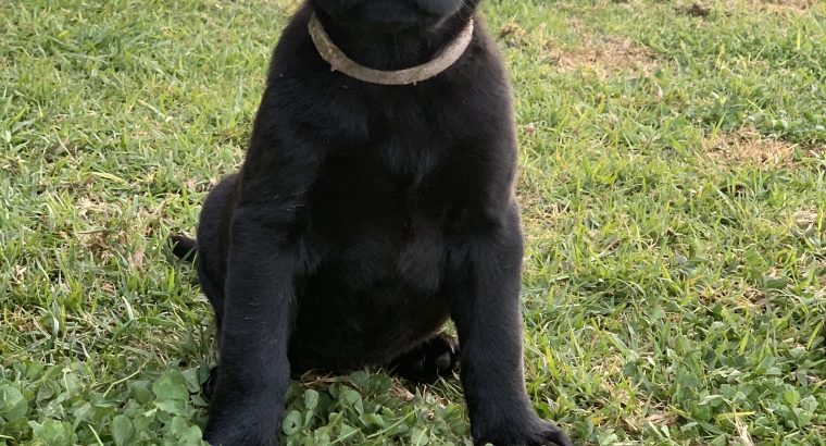 Purebred Black Labrador Puppies