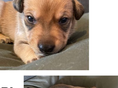 German Shepherd X Kelpie Puppies