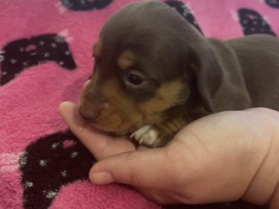 Beautiful dachshund puppy’s